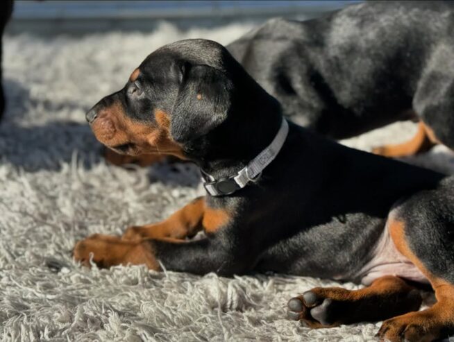 Doberman Pinscher Puppies