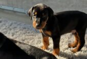 Doberman Pinscher Puppies
