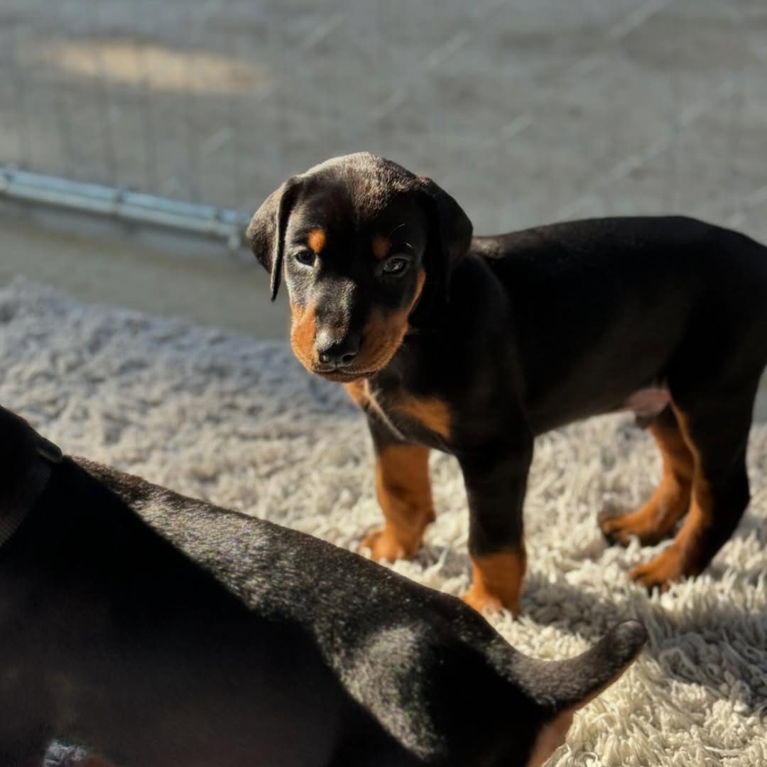 Doberman Pinscher Puppies