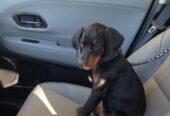 Beautiful Doberman Pinscher