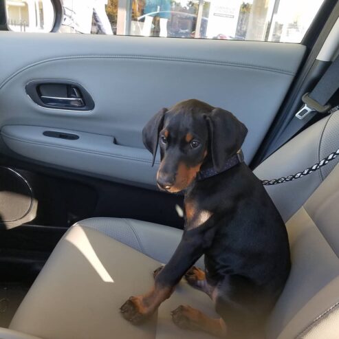 Beautiful Doberman Pinscher