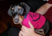 Beautiful Doberman Pinscher