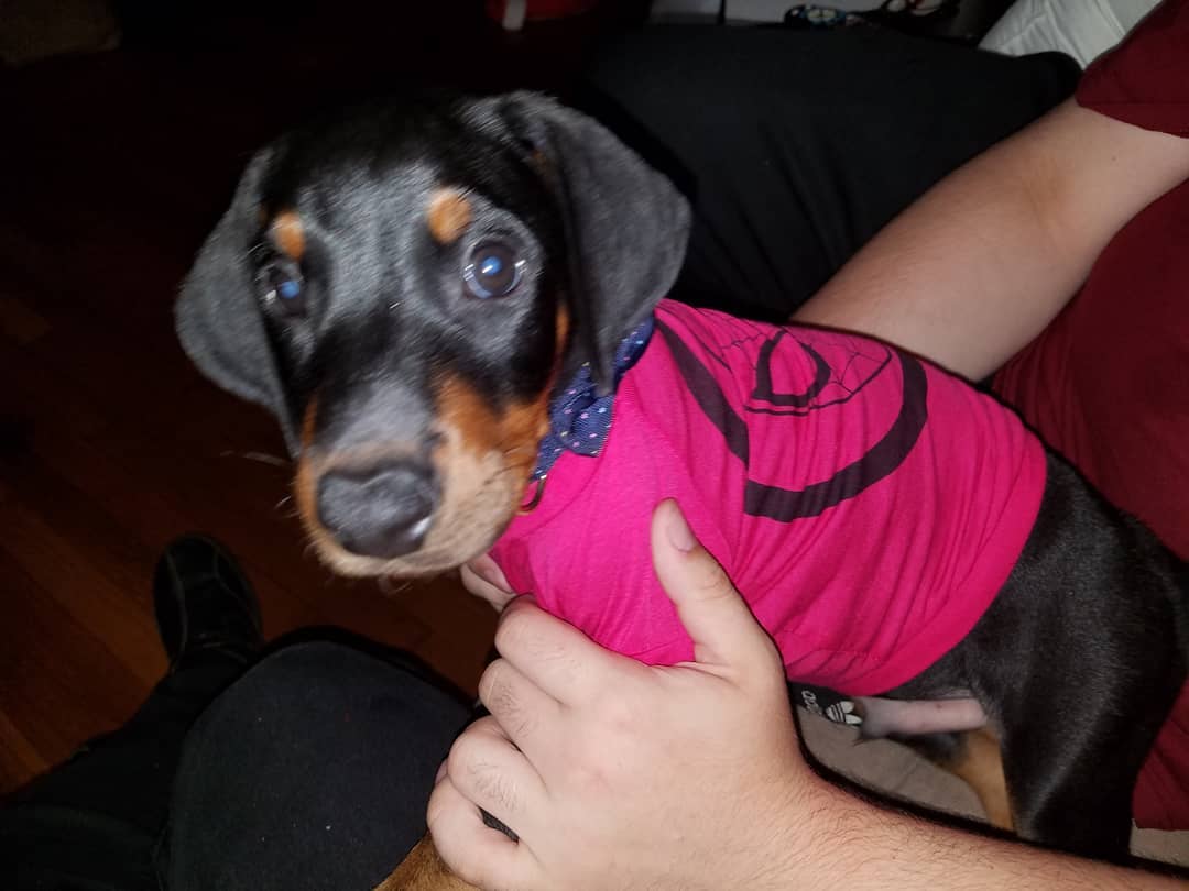 Beautiful Doberman Pinscher