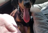 Beautiful Doberman Pinscher