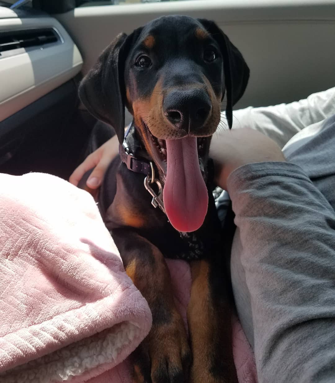 Beautiful Doberman Pinscher