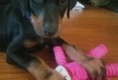 Beautiful Doberman Pinscher