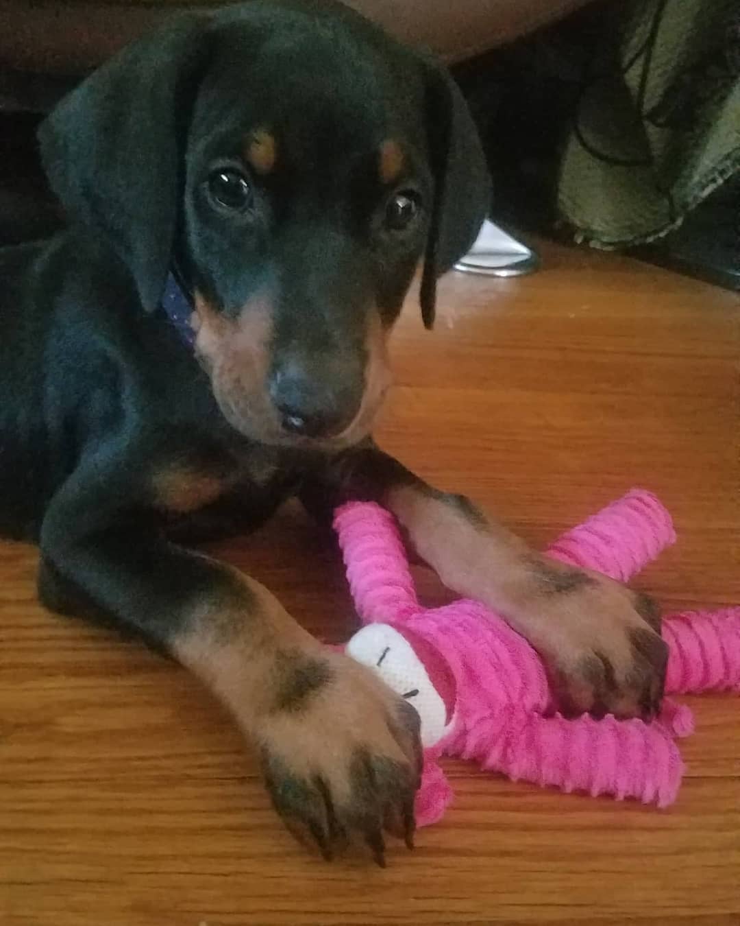 Beautiful Doberman Pinscher