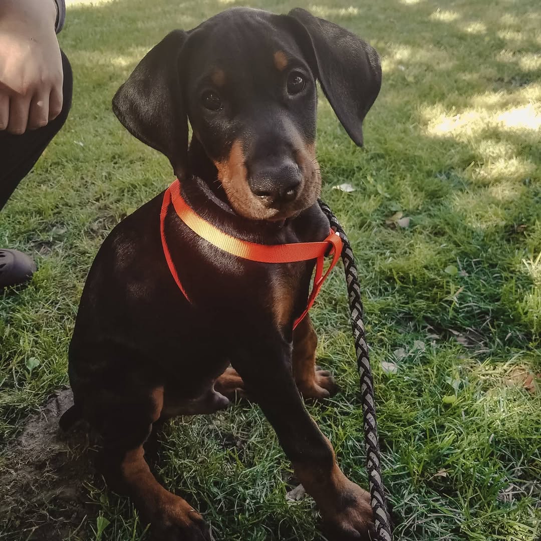 Beautiful Doberman Pinscher